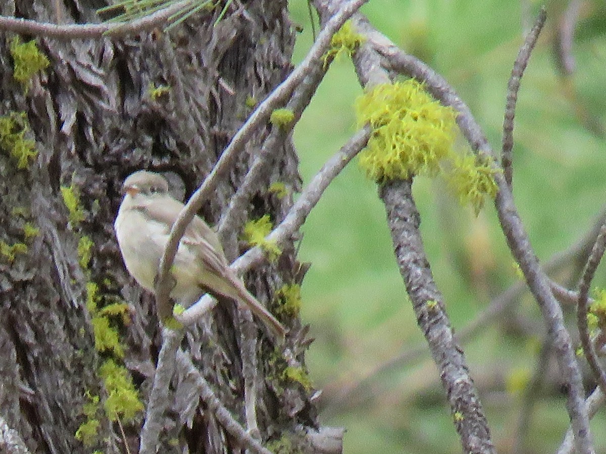 Gray Flycatcher - ML242874131