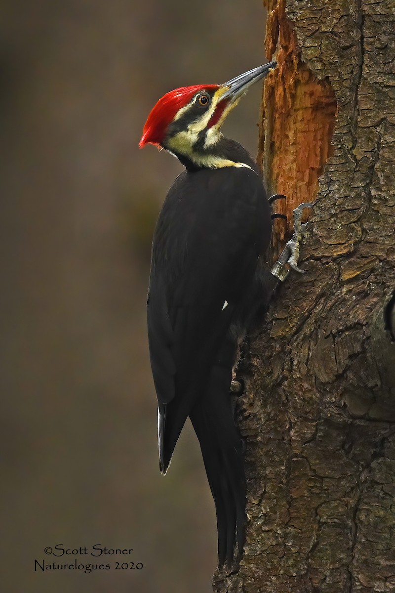 Pileated Woodpecker - Scott Stoner