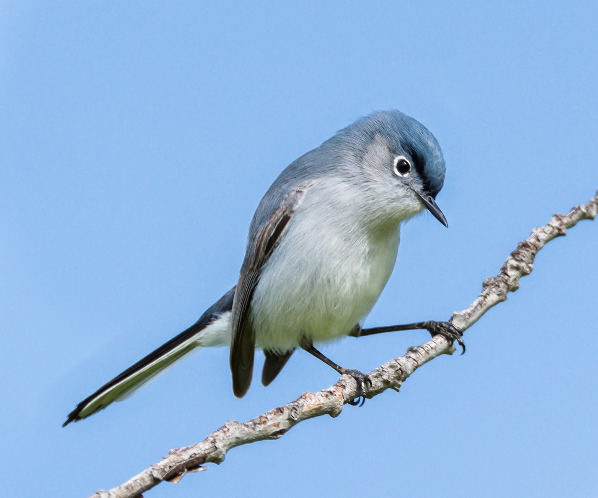 Blue-gray Gnatcatcher - ML242876221