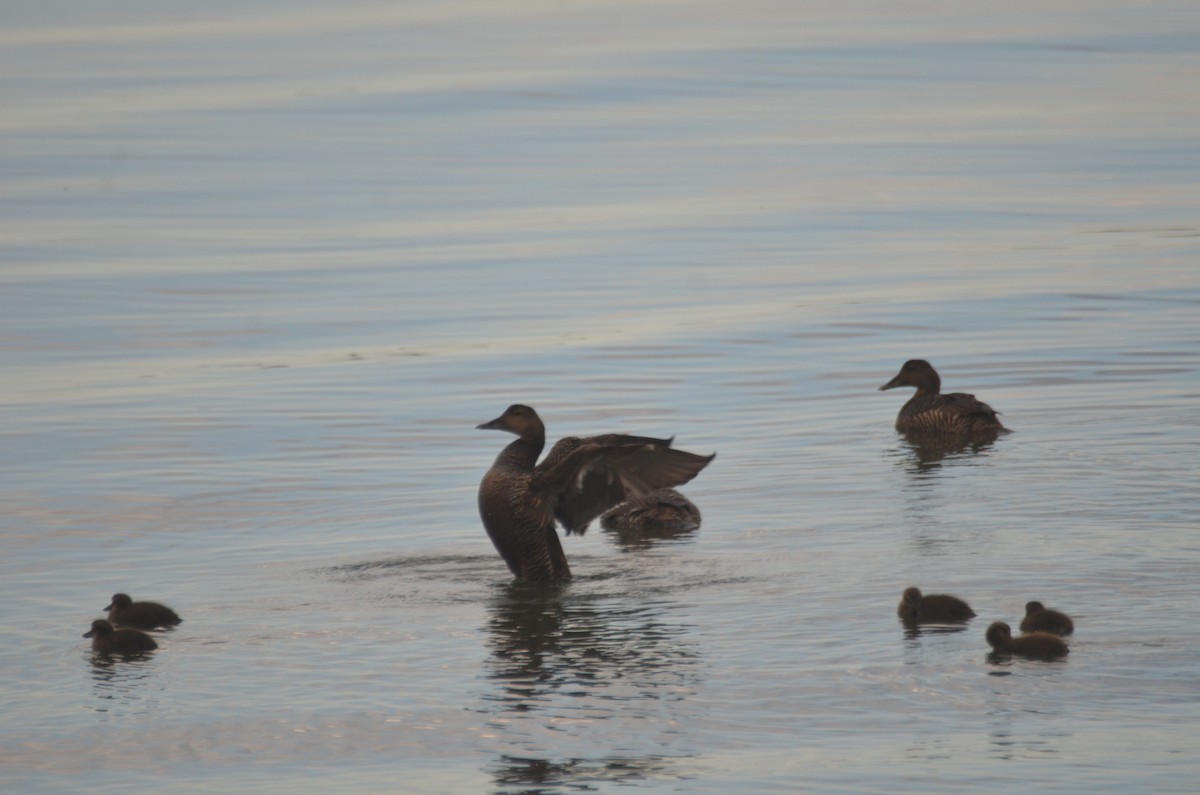 Common Eider - ML242877511