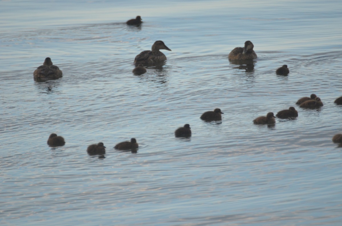 Common Eider - ML242877541