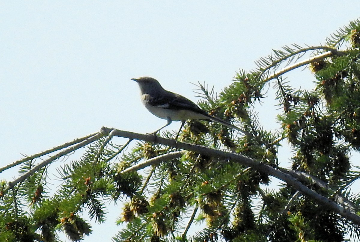 Northern Mockingbird - ML242879351