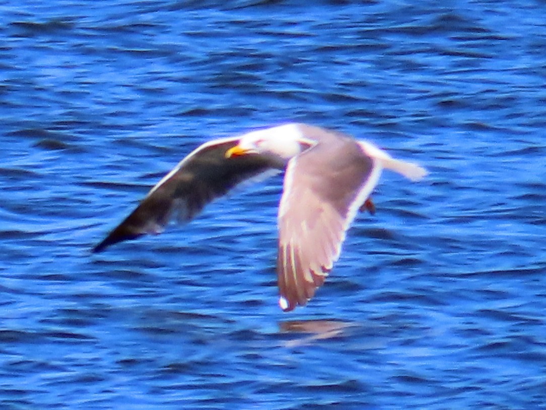 Lesser Black-backed Gull - ML242879721