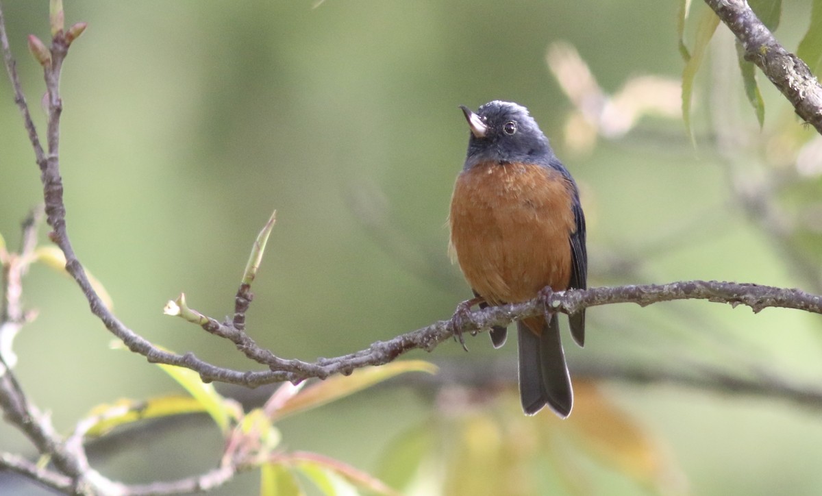 Cinnamon-bellied Flowerpiercer - ML242881091