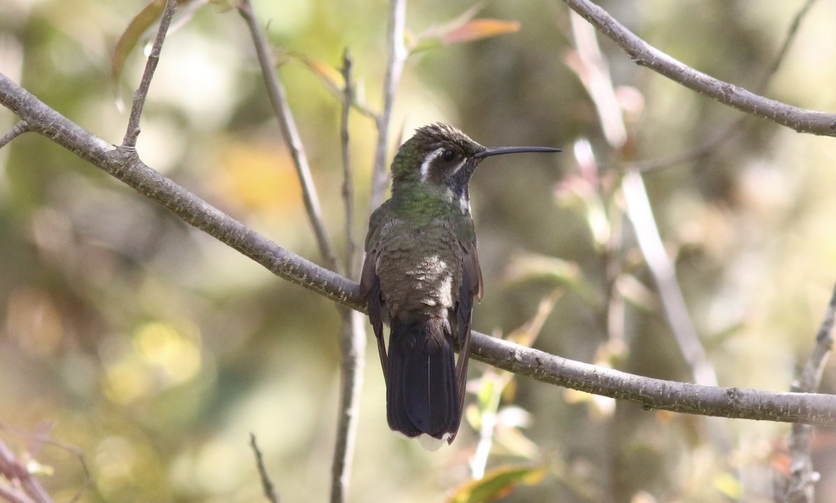 kolibřík blankytohrdlý - ML242881321