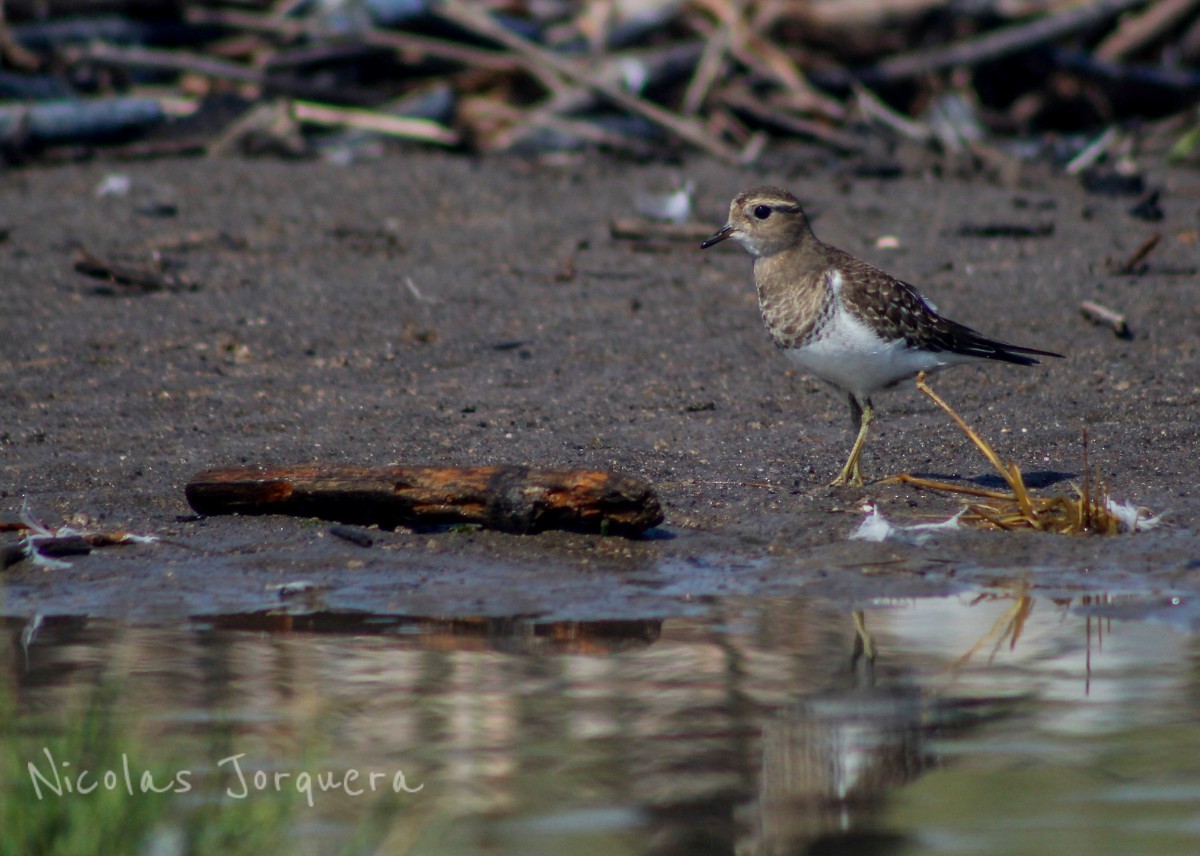 Rufous-chested Dotterel - ML242881741