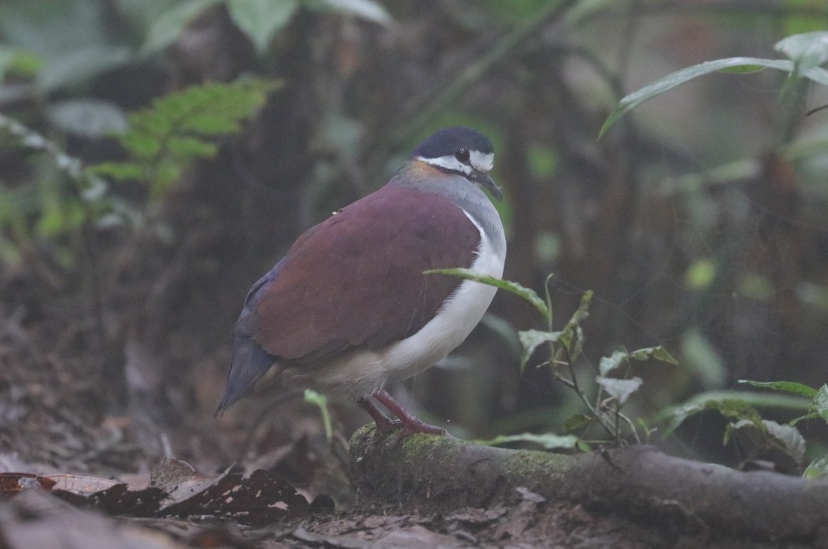 Purple Quail-Dove - ML242881841