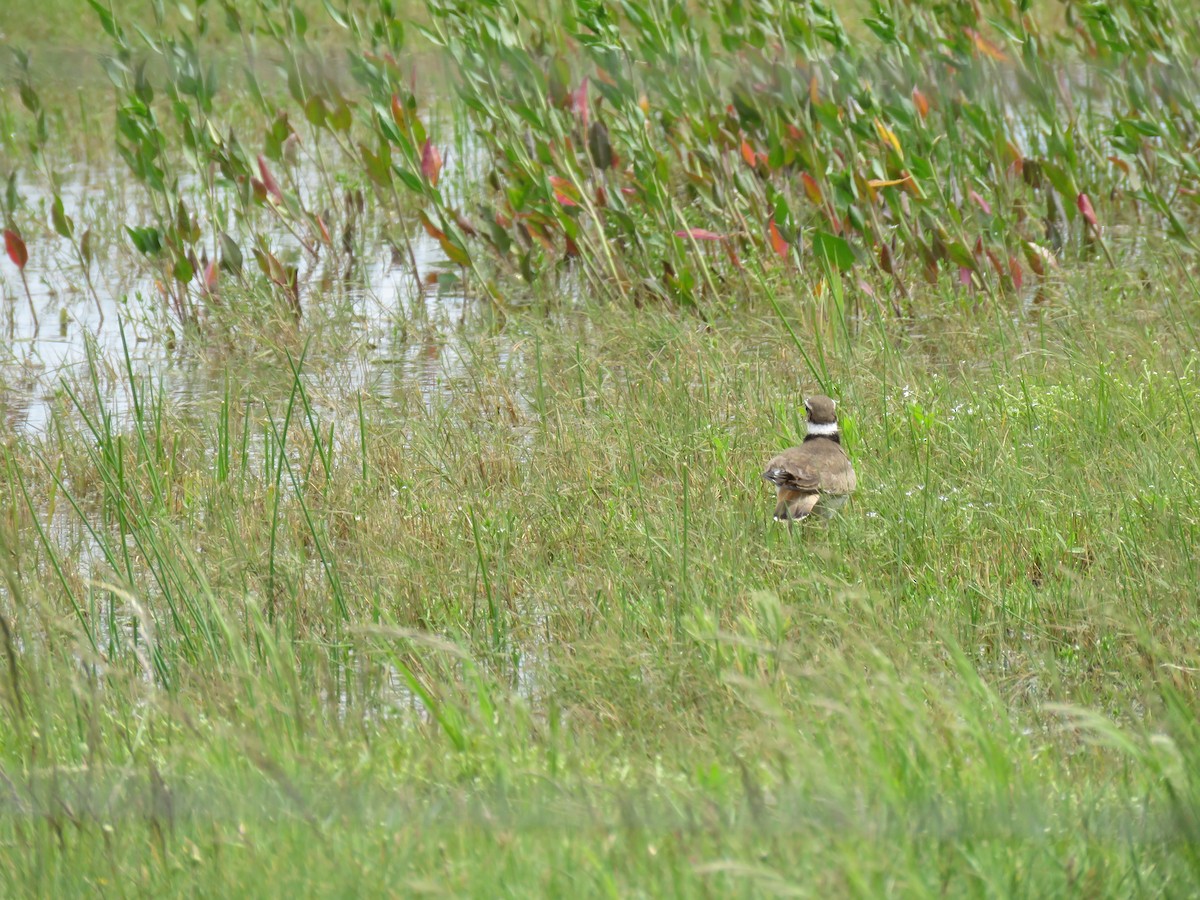 Killdeer - ML242882821