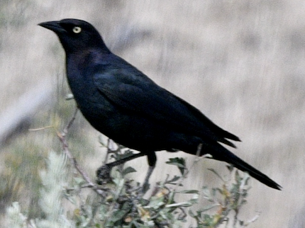 Brewer's Blackbird - ML242883351