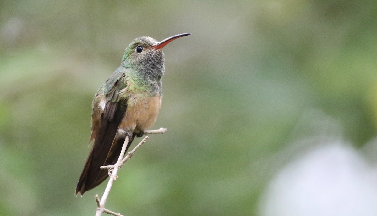 Buff-bellied Hummingbird - Eric Antonio Martinez