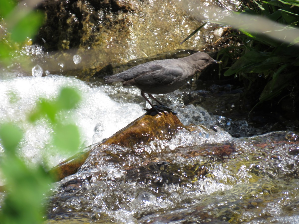 American Dipper - Peggy Horton