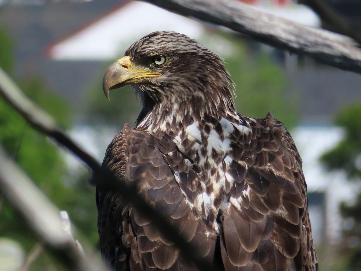 Bald Eagle - ML242889891