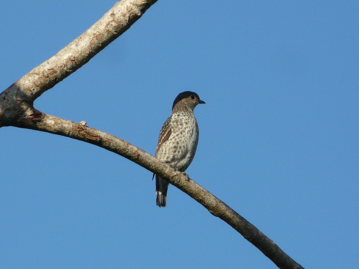 Lovely Cotinga - ML242890071