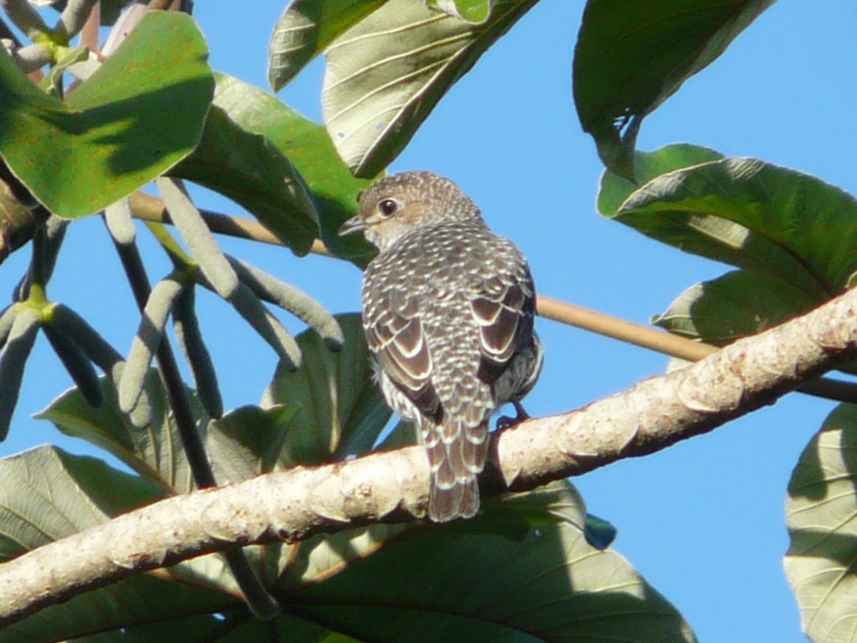 Lovely Cotinga - ML242890081