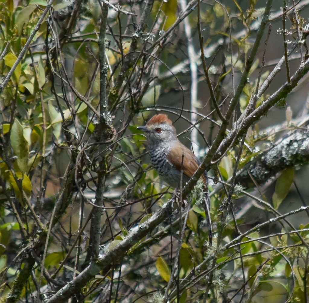 Rufous-capped Antshrike - ML242890811