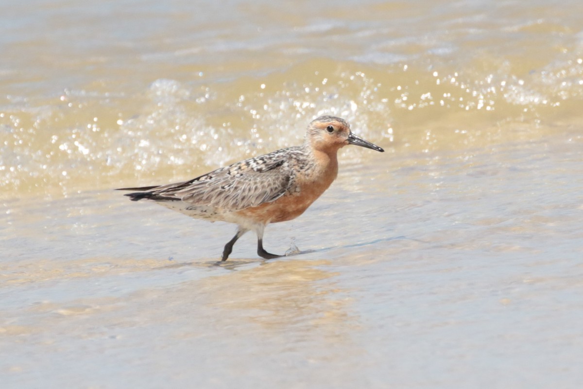 Red Knot - ML242893731