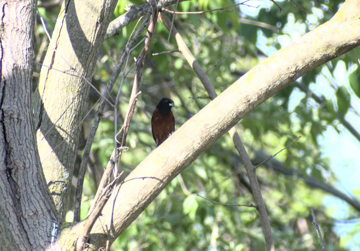 Orchard Oriole - ML242893861