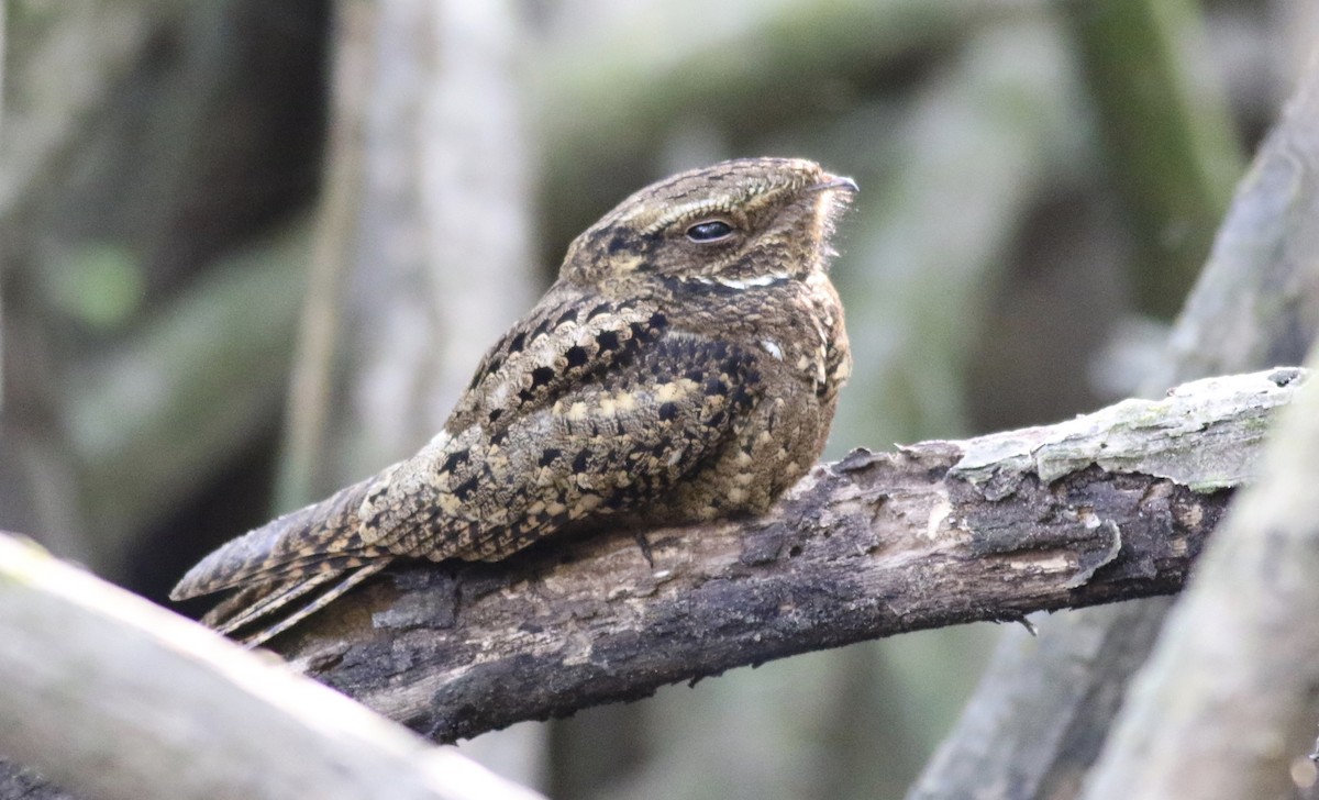 Chuck-will's-widow - Eric Antonio Martínez (www.mexico-birding.com)