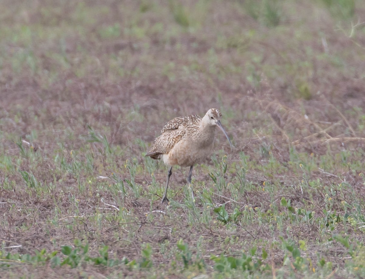 Long-billed Curlew - ML242895491