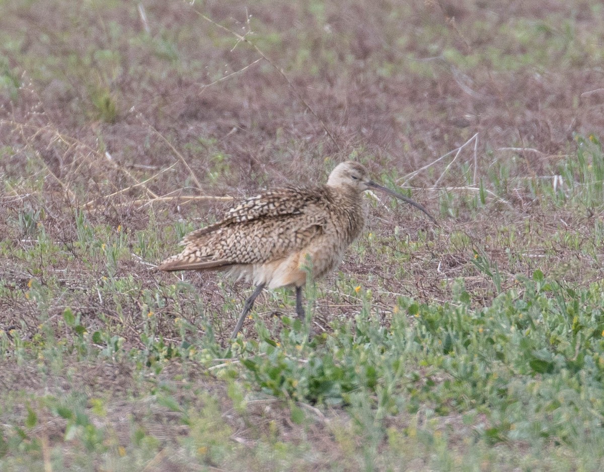 Long-billed Curlew - ML242895501