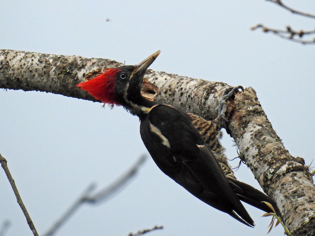 Lineated Woodpecker - ML242897651