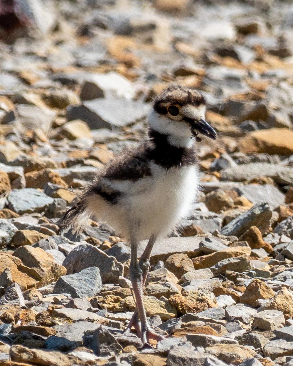 Killdeer - Anthony Schmitt