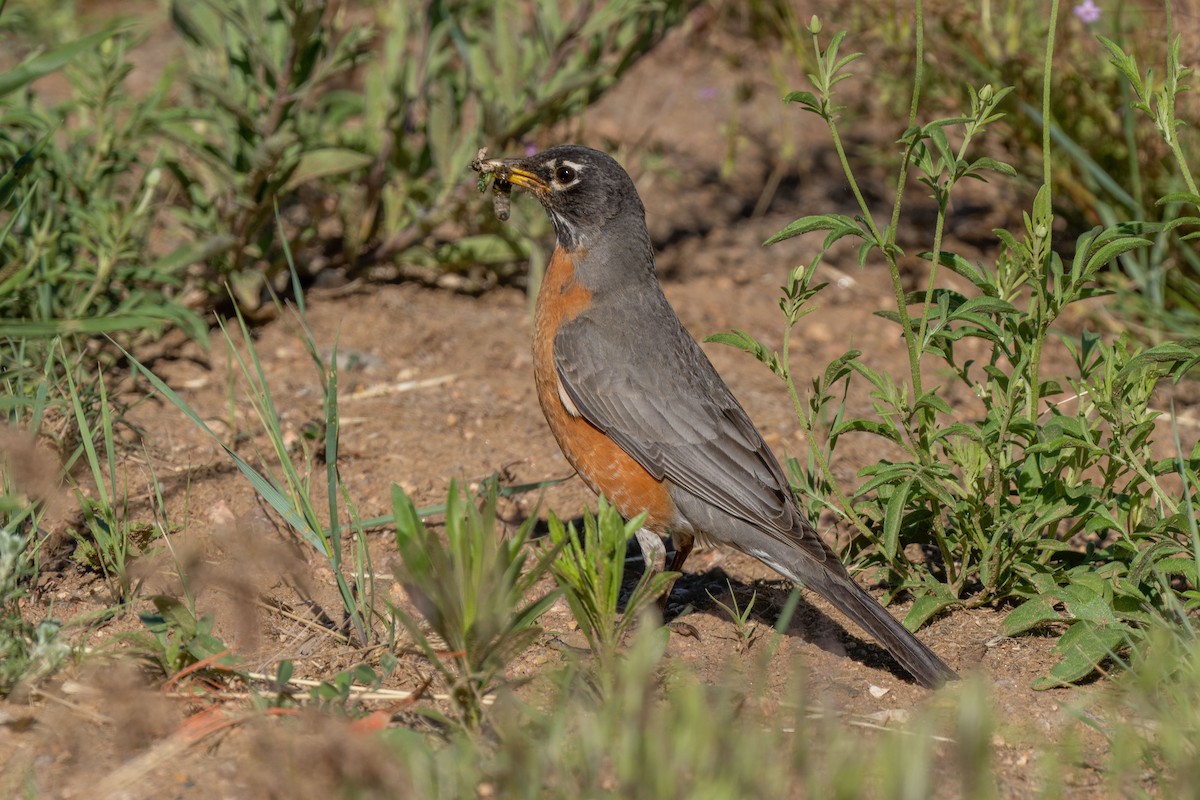 American Robin - ML242902991