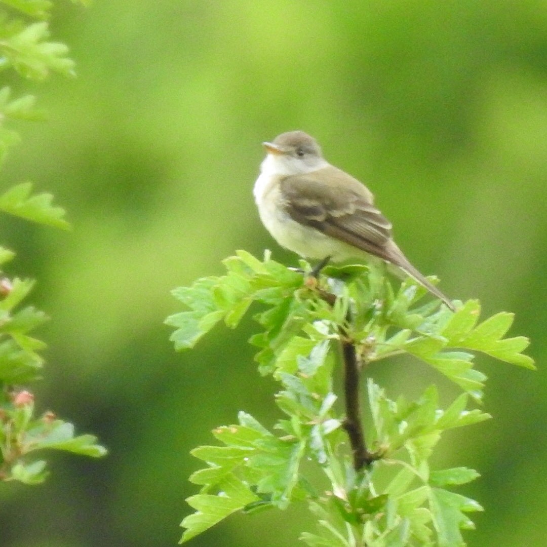 Willow Flycatcher - ML242903821