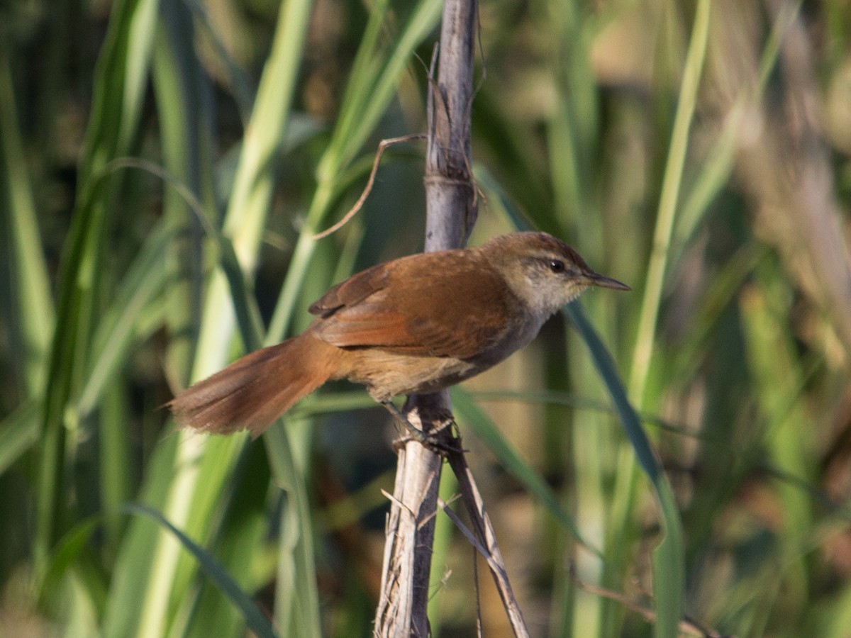 Yellow-chinned Spinetail - ML242904131