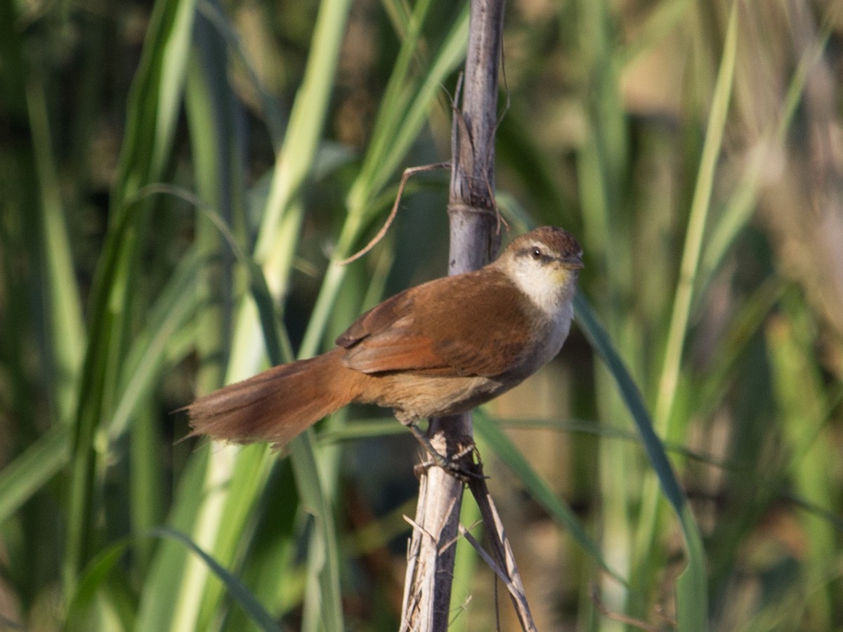 Yellow-chinned Spinetail - ML242904141