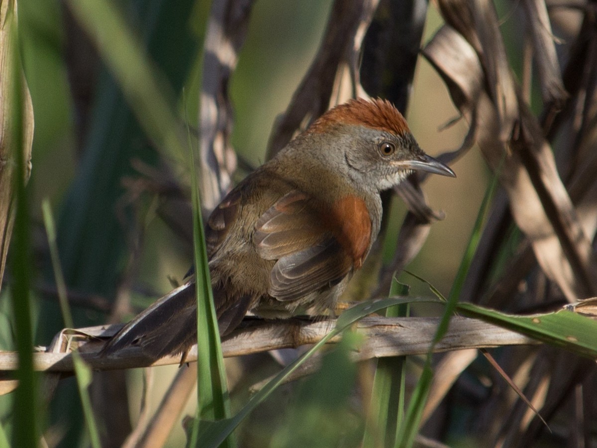 Cinereous-breasted Spinetail - ML242904161