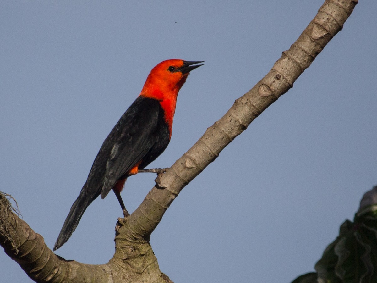 Scarlet-headed Blackbird - ML242904221
