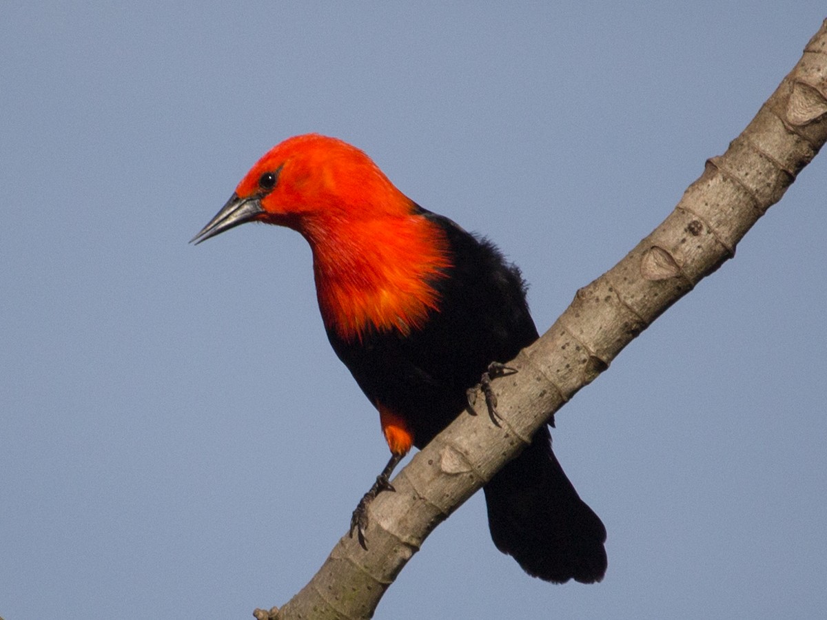 Scarlet-headed Blackbird - ML242904231