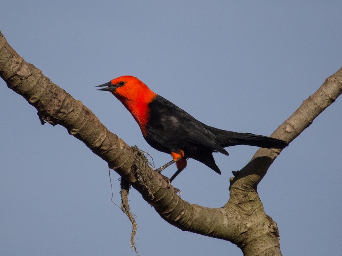 Scarlet-headed Blackbird - ML242904241