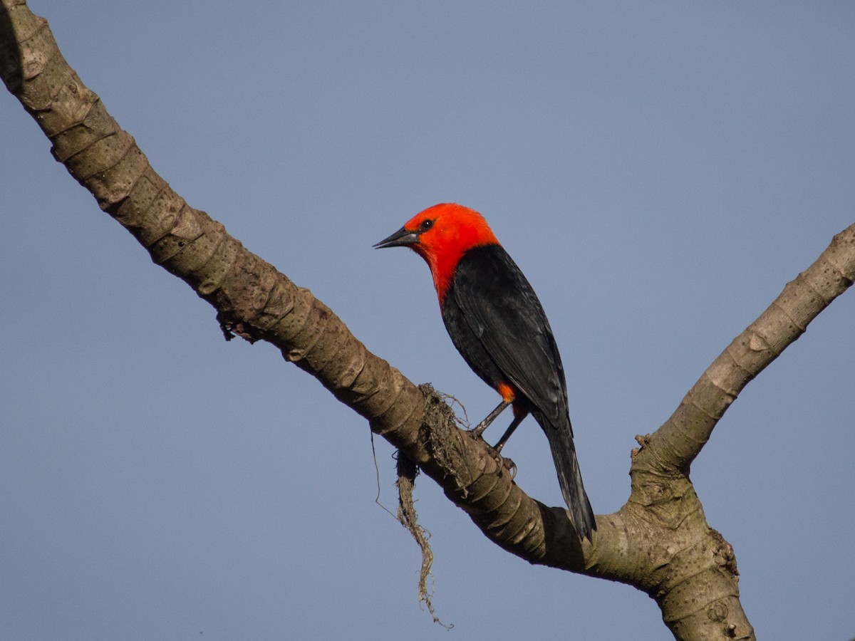 Scarlet-headed Blackbird - ML242904261
