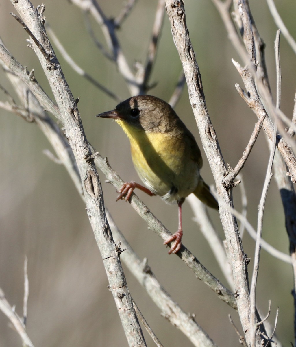 Common Yellowthroat - ML242904391