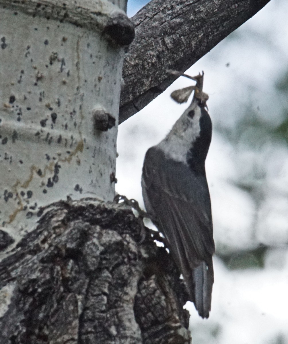 White-breasted Nuthatch - ML242905711