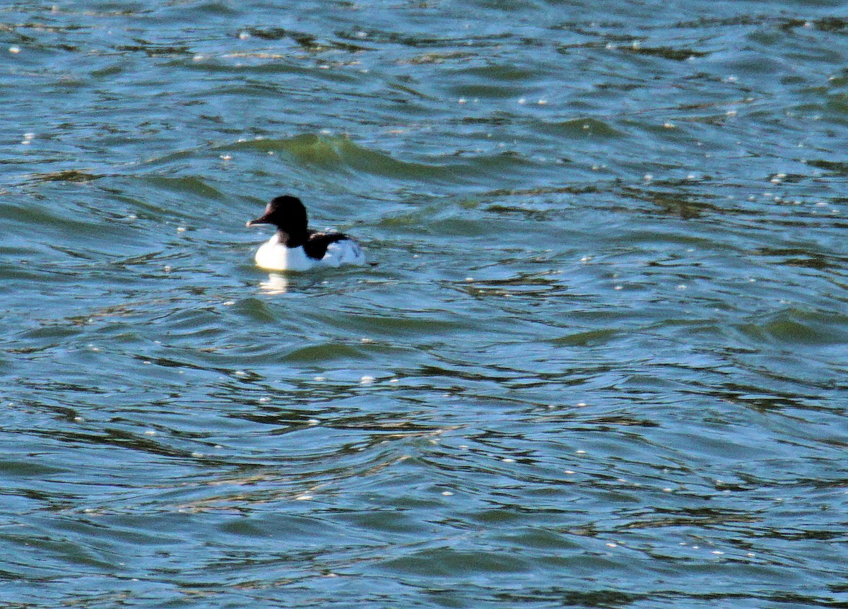 Common Merganser - ML242906401