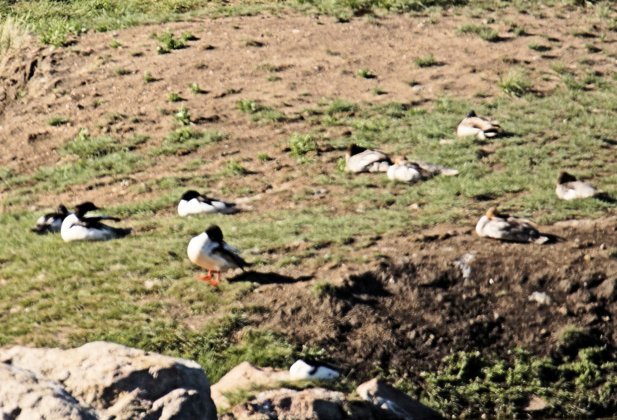 Common Merganser - ML242906431