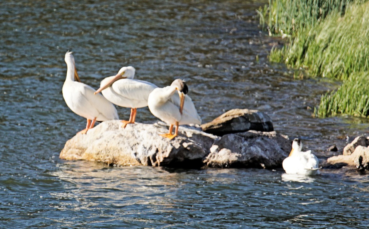 American White Pelican - ML242906491