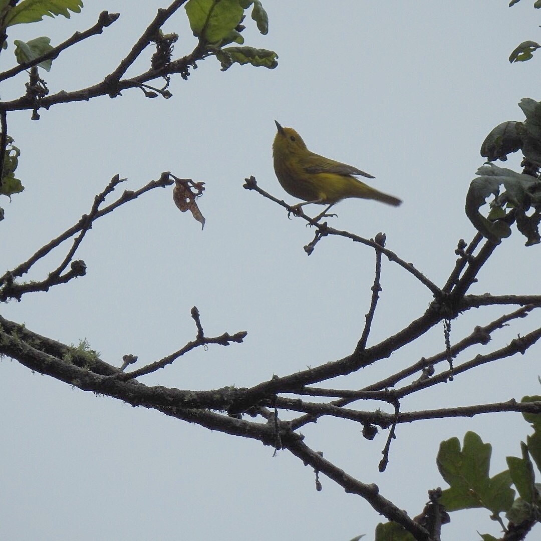 Yellow Warbler - ML242907211