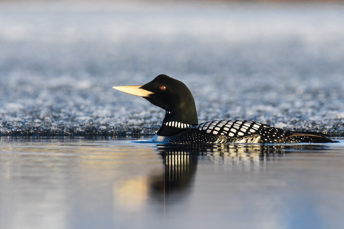 Yellow-billed Loon - ML242908801