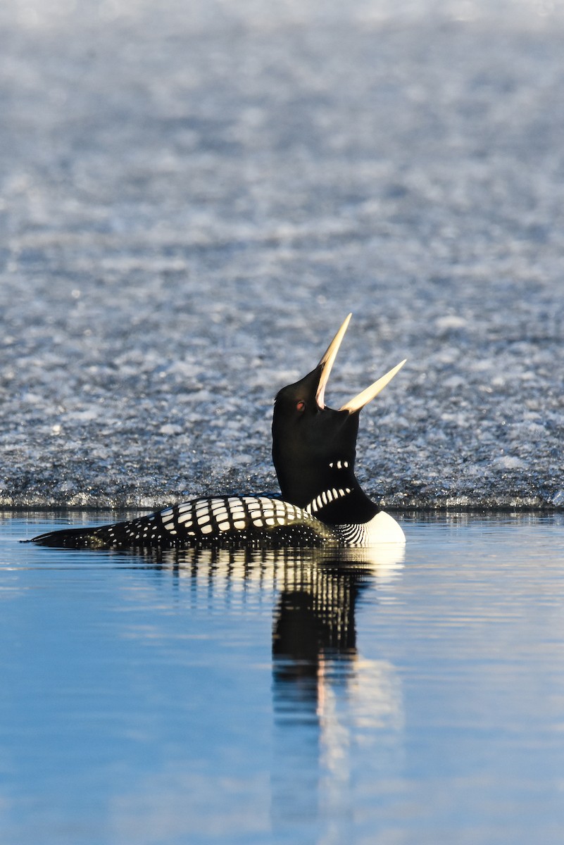 Yellow-billed Loon - ML242908811