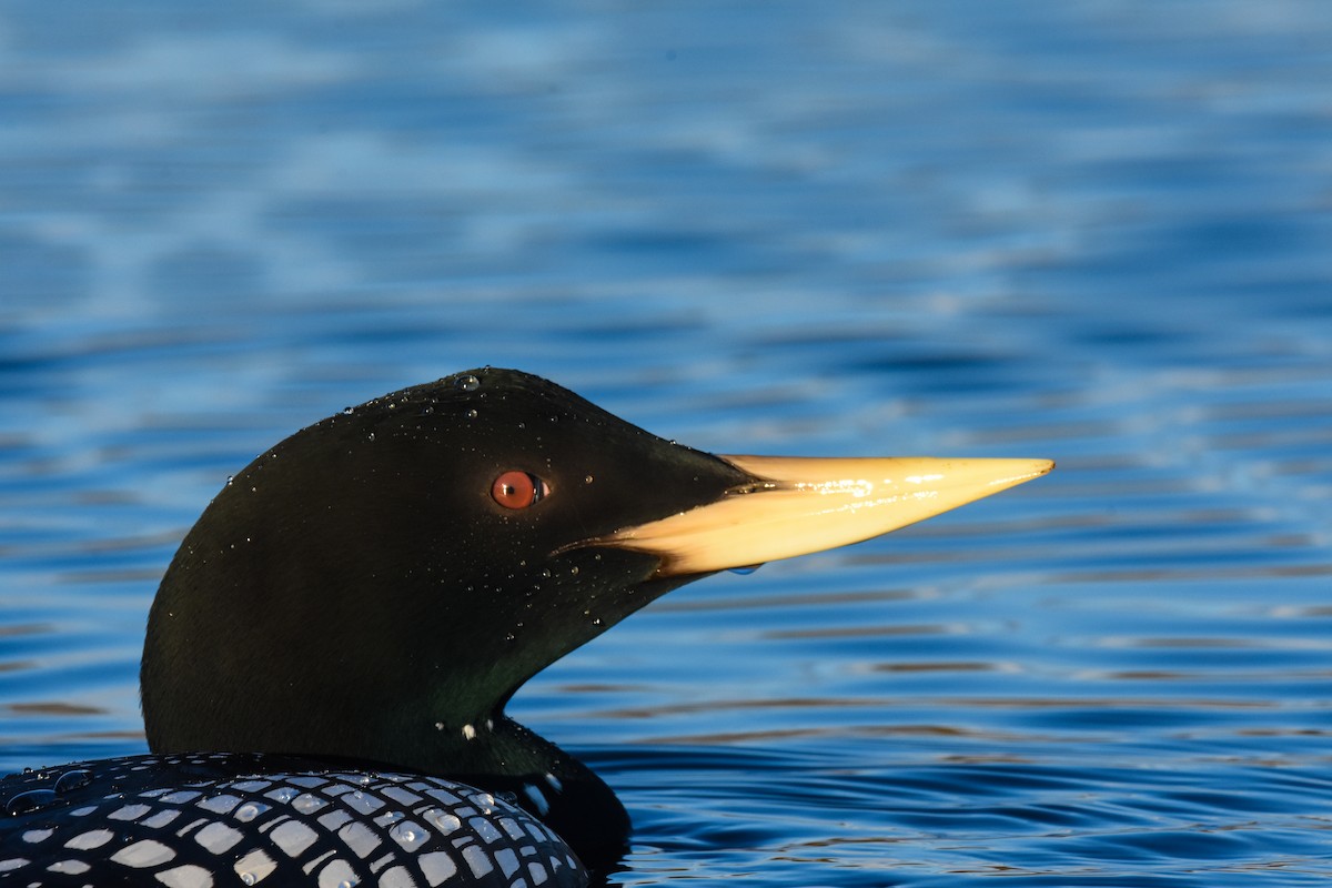 Yellow-billed Loon - ML242908841