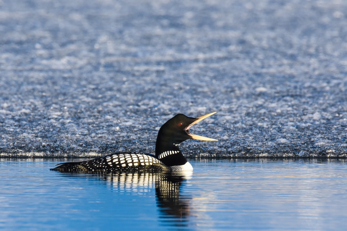 Yellow-billed Loon - ML242908851