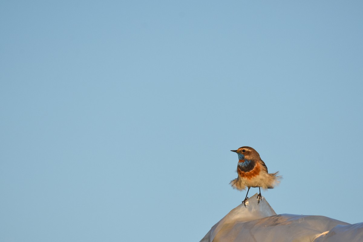 Bluethroat - ML242908921