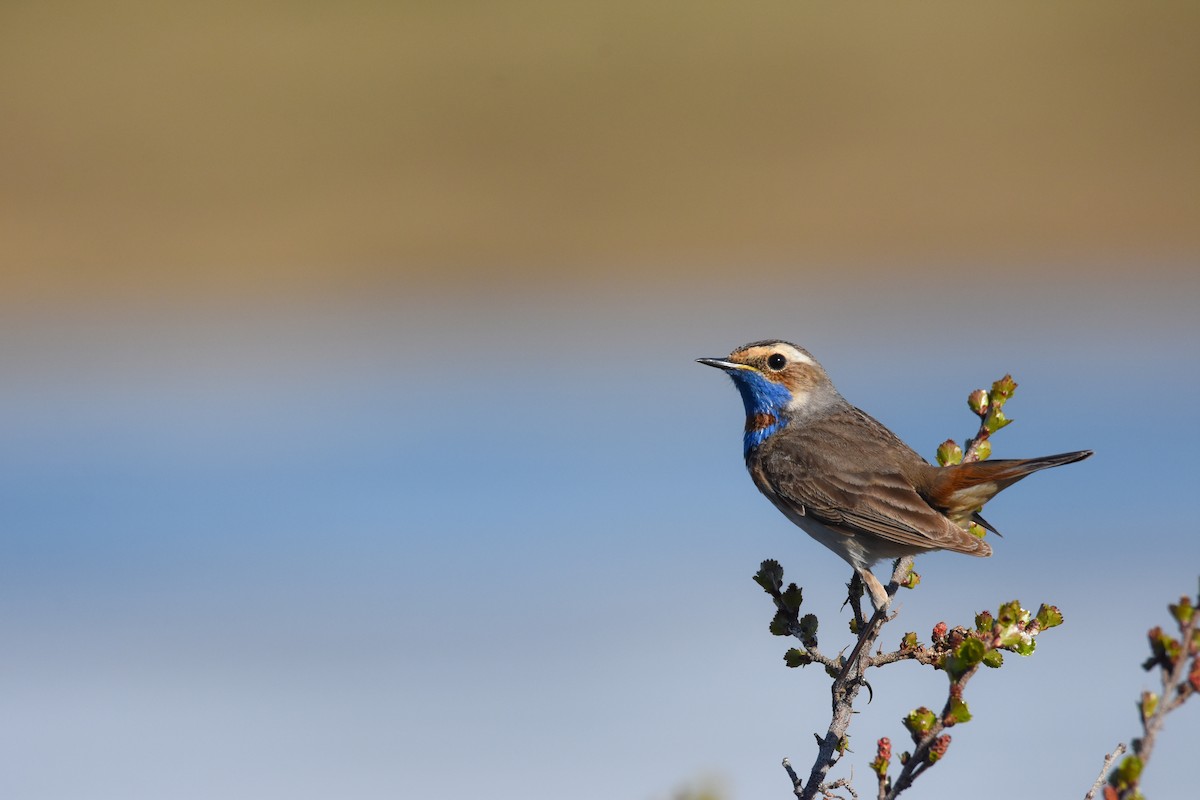 Blaukehlchen - ML242908931