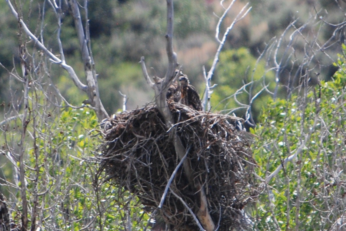 Red-tailed Hawk - ML242911651