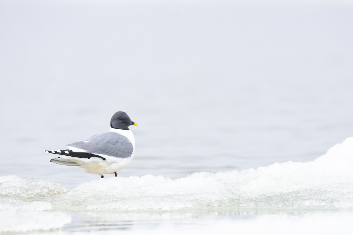 Sabine's Gull - Andy Bankert