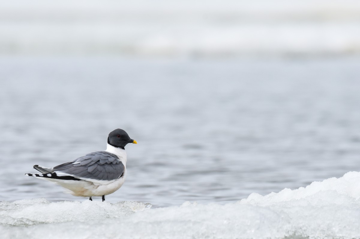 Sabine's Gull - Andy Bankert